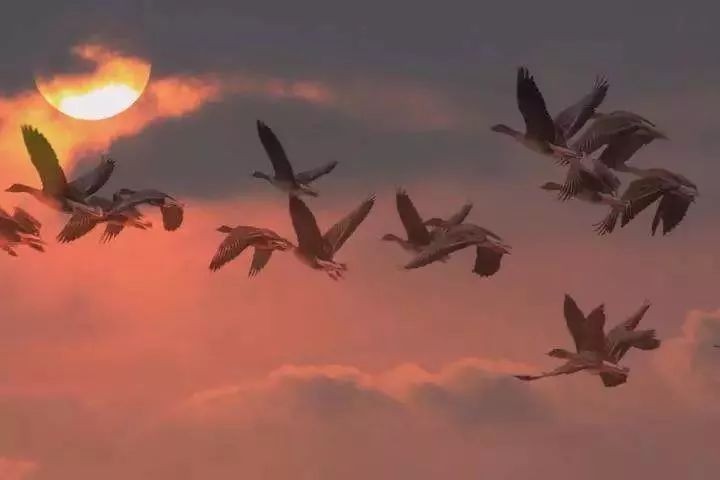 寒露