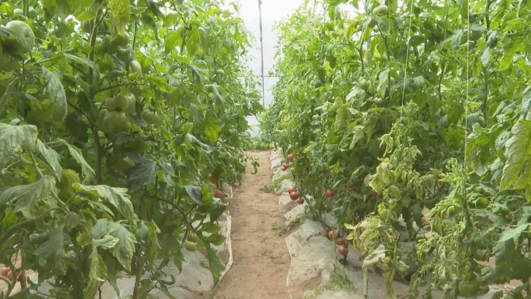 晋州：调整结构促进特色农业发展焕发新活力
