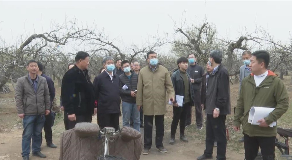晋州市委副书记李秀年带队调度鸭梨博物馆项目建设情况